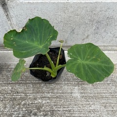 和製里芋