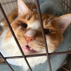 【至急】とても人懐こくて優しいスリゴロな男の子🐱