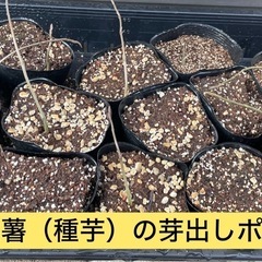【自然薯】の種芋（芽出し🌱苗）