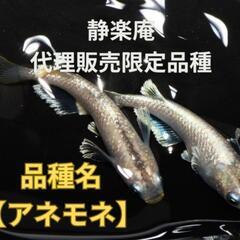 【動画紹介】静楽庵正規代理店‼️♢名古屋改良メダカ直売所♢人気品種 - 名古屋市