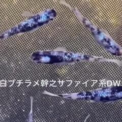 【動画紹介】静楽庵正規代理店‼️♢名古屋改良メダカ直売所♢…