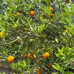 おばあちゃんちの無農薬野菜詰め合わせの画像