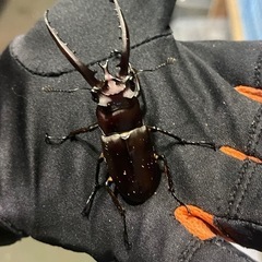 ヘルマンミヤマ　トリオ