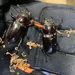 ヘルマンミヤマ　トリオの画像