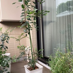 観葉植物　シマトリネコ