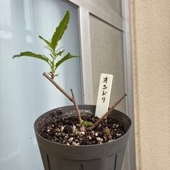 オシドリ桜（定型文の方お断り
）