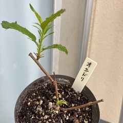 オシドリ桜（定型文の方お断り
）の画像