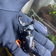 ヨーロッパミヤマアクベシアヌス　♂の画像