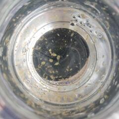 【再販】ミジンコMIX(タイリクミジンコとオオミジンコ)の画像