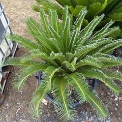 ソテツ そてつ 近隣配達可能　蘇鉄 庭木　植木　引き取り限定　