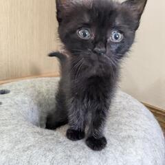 生後1.5ヶ月 長毛黒猫3姉妹 里親募集