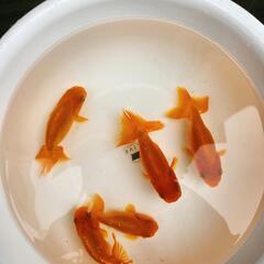 らんちゅう(金魚)