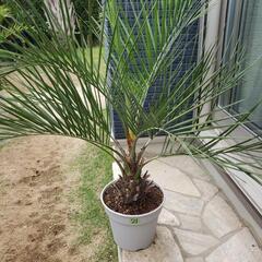 21番：ココスヤシの画像