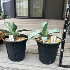 アガベ　チタノタブルー　観葉植物　