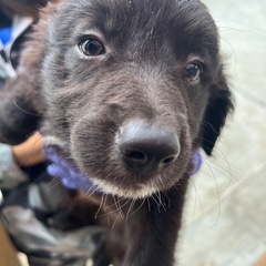 中型犬　ゴールデン＆ボーダー