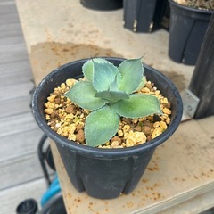 アガベ　吉祥天　ポタトルム　雷神　観葉植物　多肉植物の画像