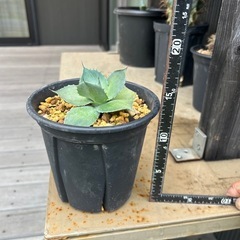 アガベ　吉祥天　ポタトルム　雷神　観葉植物　多肉植物の画像