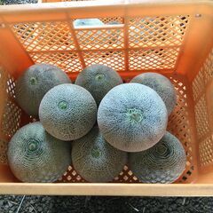 鉾田産メロン　Ｂ級品大小８個　青肉