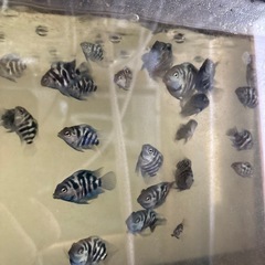 熱帯魚
ゼブラパロットの画像
