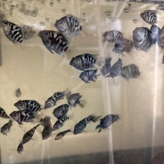 熱帯魚
ゼブラパロット