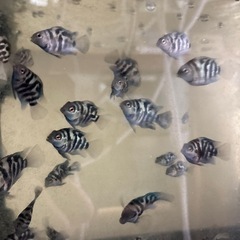 熱帯魚
ゼブラパロットの画像
