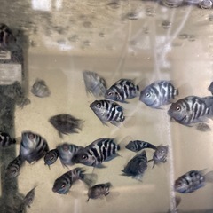 熱帯魚
ゼブラパロットの画像