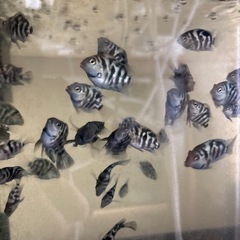 熱帯魚
ゼブラパロットの画像