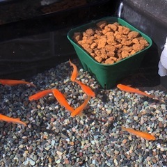 メダカ飼育ケース【大】大磯石と赤玉土セットの画像