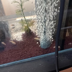 熱帯魚　
白コリドラス の画像
