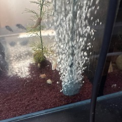 熱帯魚　
白コリドラス の画像