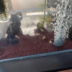 熱帯魚　
白コリドラス の画像