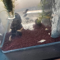 熱帯魚　
白コリドラス の画像