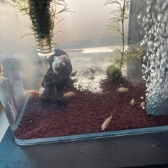 熱帯魚　
白コリドラス 