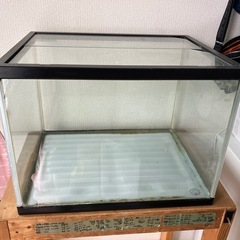 本日6月13日　午後限定　14時から15時くらいガラス水槽　60...
