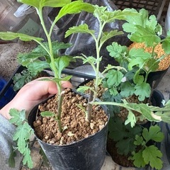 秋菊の苗の画像