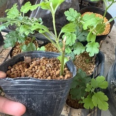 秋菊の苗の画像