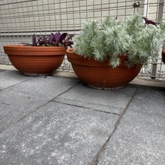 植木鉢