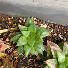 多肉植物の画像