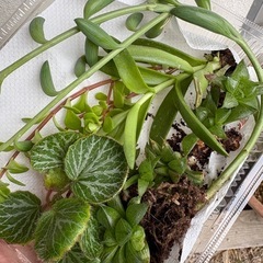 多肉植物
