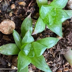 多肉植物の画像
