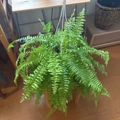 観葉植物ネフロレピスハッピーマーブルお話中