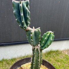 サボテン　柱サボテン　鬼面角　ブランチ　ロックガーデン　ドライガーデン　定番　観葉植物　植木鉢ごとの画像