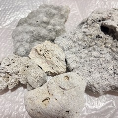 ［新品］デスロック・ライブロック 白化珊瑚礁の画像