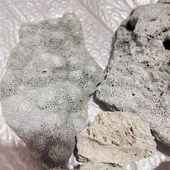 ［新品］デスロック・ライブロック 白化珊瑚礁の画像