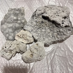 【新品】デスロック・ライブロック 白化珊瑚礁