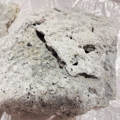 ［新品］デスロック・ライブロック 白化珊瑚礁の画像