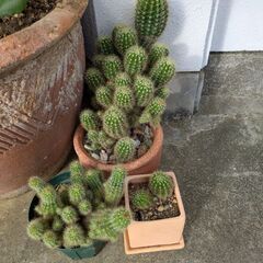 植物サボテン
