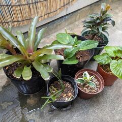 植物