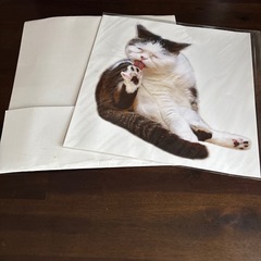 猫ステッカー【新品】