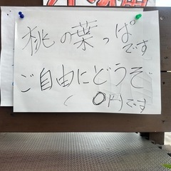 桃の葉っぱ